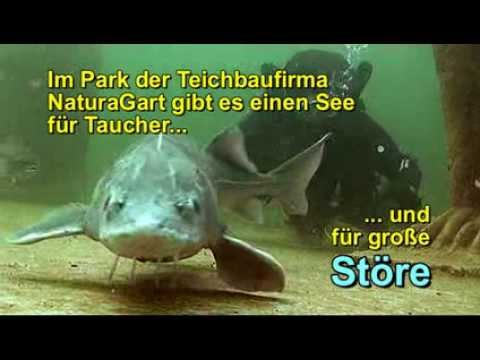 Youtube: Störe im NaturaGart Tauchpark