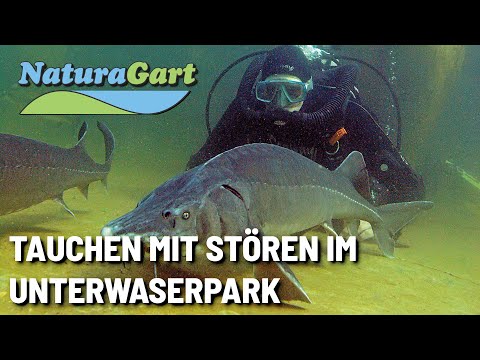 Youtube: Störe im NaturaGart Tauchpark