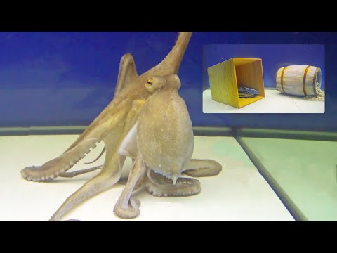 Youtube: Octopus With a Big Dilemma - Behavior Observation Test