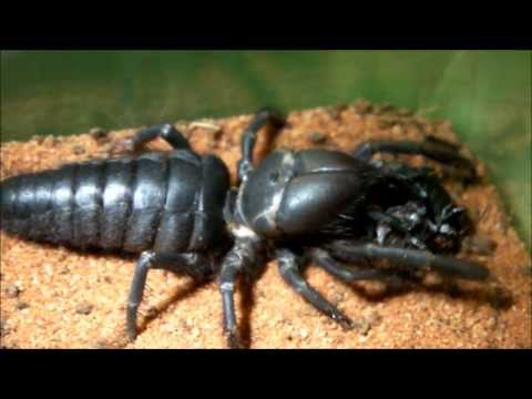 Youtube: Black Camel Spider Update #3 (Still likes the crickets!)