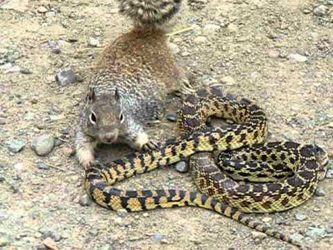 Youtube: Bull Snake Against Squirrel