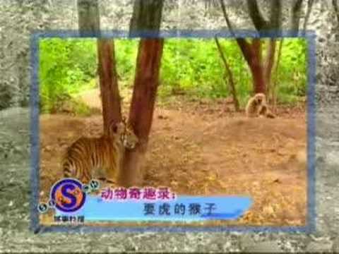 Youtube: Affe vs. zwei Tiger