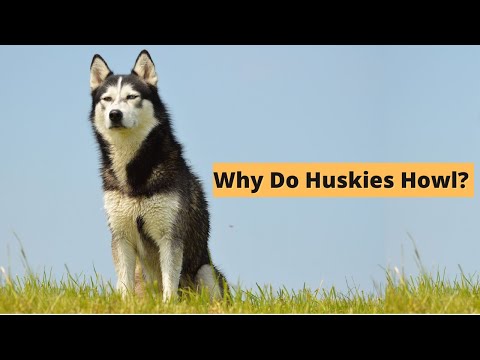 Youtube: Five Causes of Husky Howling - The Secret Language of Huskies