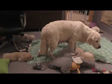 Youtube: How an experienced dog mother teaches her 8 weeks old puppies to be calm. www.sentfromheaven.at