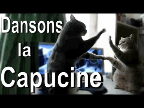 Youtube: DANSONS LA CAPUCINE - PAROLE DE CHAT