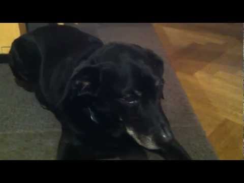 Youtube: My Dog