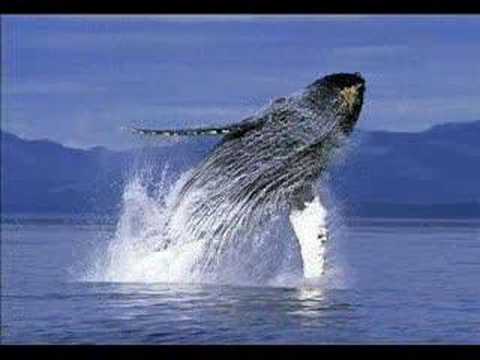 Youtube: sinfonia de ballenas