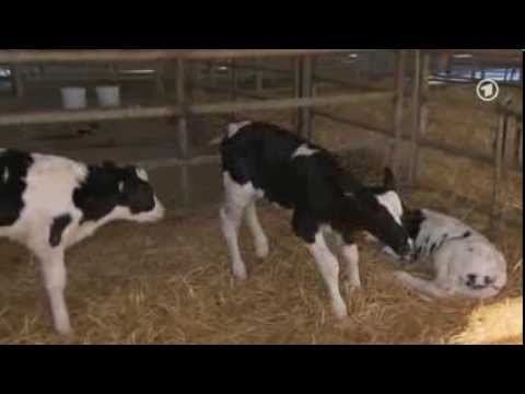 Youtube: Größte Farm der Welt - Milch aus der Wüste