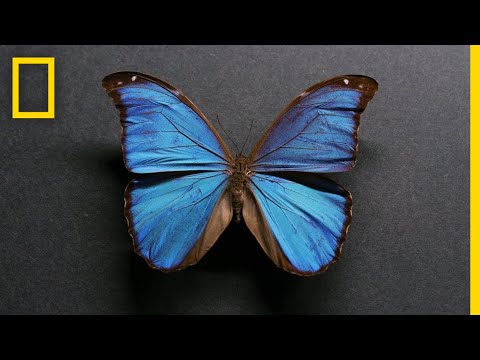 Youtube: Animals Cannot Be Blue | Explorer