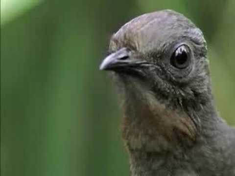 Youtube: The Amazing Lyrebird of Australia - Unseen Footage