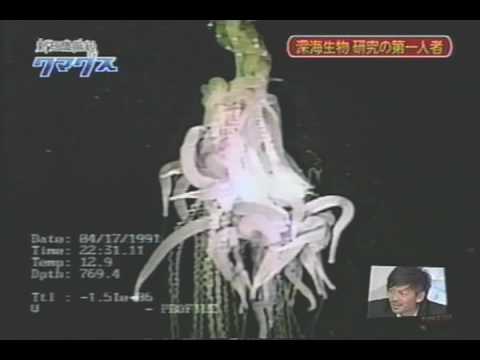 Youtube: Siphonophore