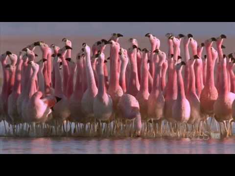 Youtube: (Hilarious) Andean flamingo mating dance | NATURE | "Andes: The Dragon's Back"