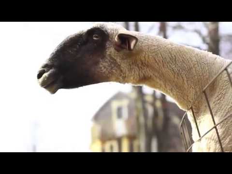 Youtube: Lustige Schafe