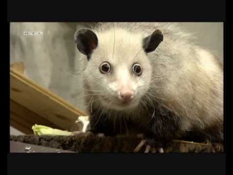 Youtube: Das schielende Opossum Heidi