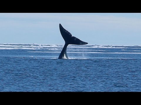 Youtube: [Doku] Sanfte Riesen - Das lange Leben der Grönlandwale [HD]