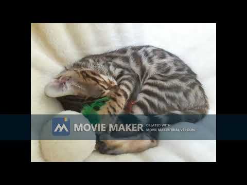 Youtube: Bengalkatze Chanel 2018 - 2026