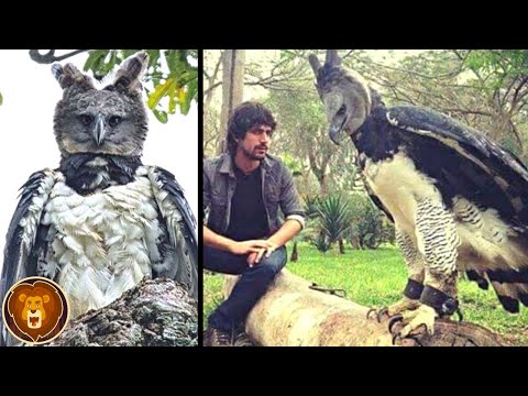 Youtube: Die Harpyie. Der stärkste Greifvogel der Welt