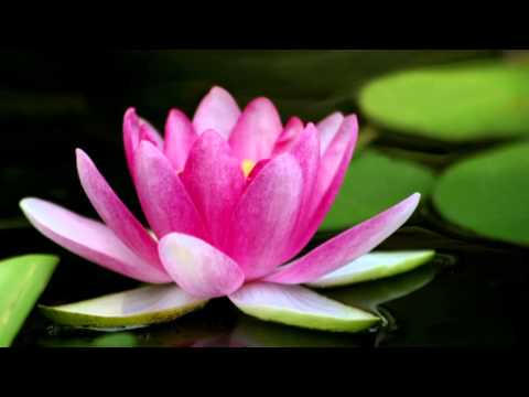 Youtube: Daimoku - Nam myoho renge kyo - 15 minutes