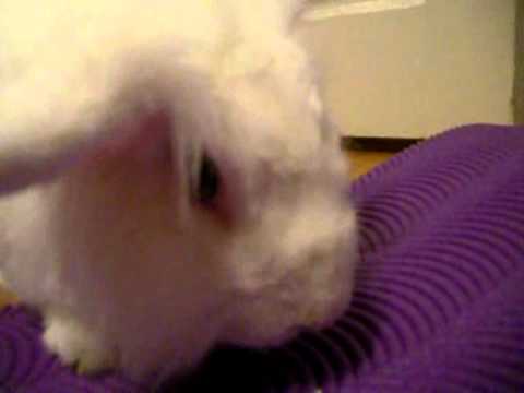 Youtube: Cute White Bunny Fee Nomnom