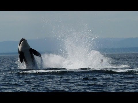 Youtube: Orca whale watching Vancouver Island Canada