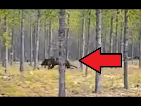 Youtube: VERY IMPRESSIVE TIMBER WOLF FOOTAGE!! - Frightened Man Films Dog Chased By Real Massive Dire Wolf!!