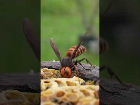 Youtube: Giant Hornet's Powerful Mandibles