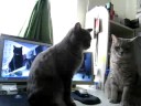 Youtube: Cute Cats playing Patty Cake! THE ORIGINAL!