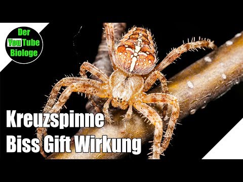 Youtube: Kreuzspinne – gefährlich?