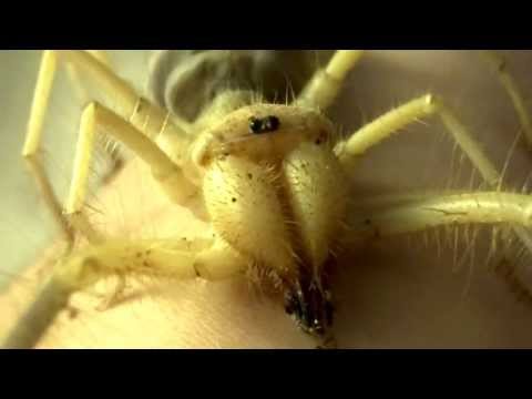 Youtube: Mandy the Solifugae Camel Spider