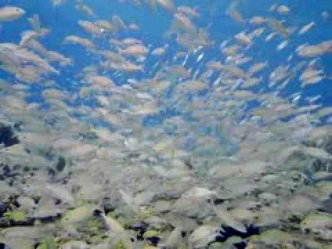 Youtube: Deep Sea 3D IMAX® Trailer