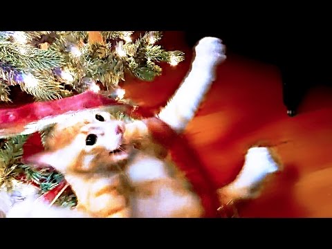 Youtube: Christmas cats compilation