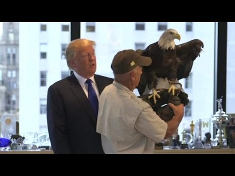 Youtube: Eagle vs. Donald Trump