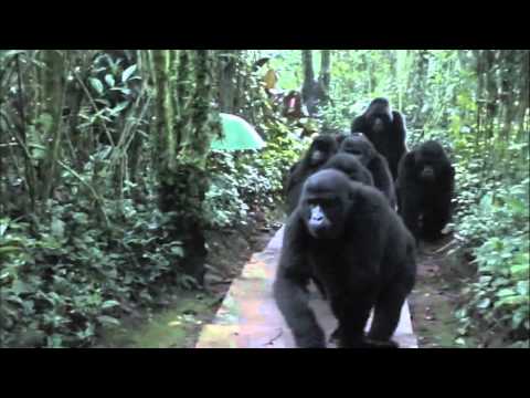 Youtube: Gorilla kissing Man: Touched by a Wild Mountain Gorilla