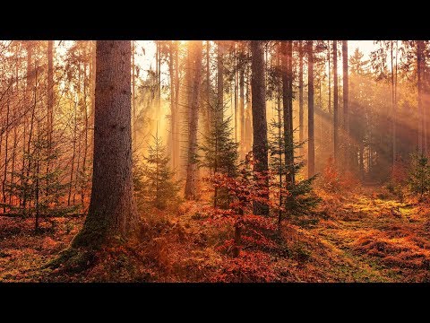 Youtube: 4 Stunden Waldgeräusche mit Vogelzwitschern in der Natur (Naturgeräusche zum Einschlafen)