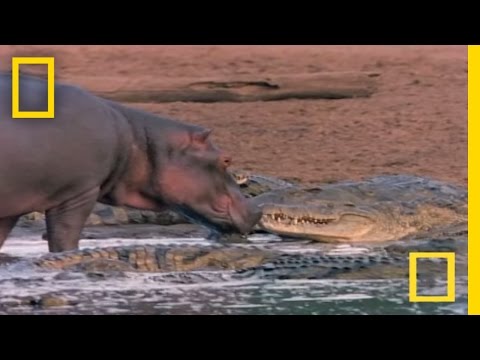 Youtube: Hippo Licks Croc | National Geographic