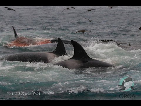 Youtube: Killer whales attack and kill blue whale