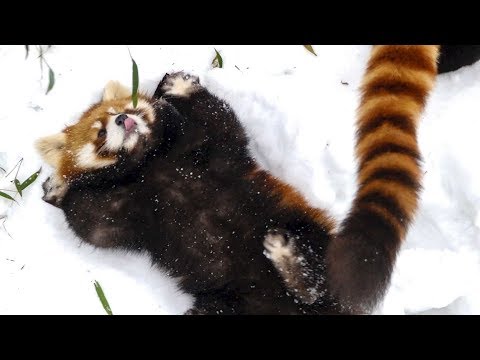 Youtube: 【レッサーパンダ】やんちゃ盛り…1年前の円実 -3-　Red Panda MARUMI at Maruyama Zoo