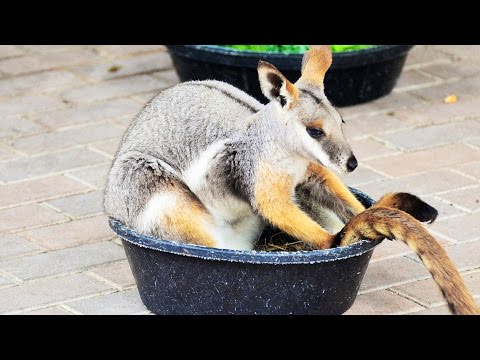 Youtube: Top 7 Tiere auf Drogen! - Clixoom Science & Fiction