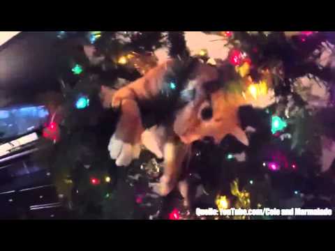 Youtube: Lassen Sie Ihre Katze nicht an den Weihnachtsbaum!