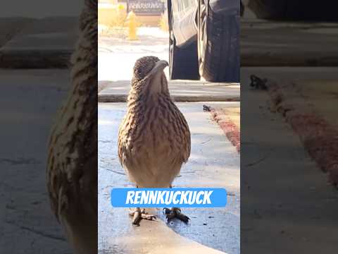 Youtube: Der Rennkuckuck – schneller als dein WLAN