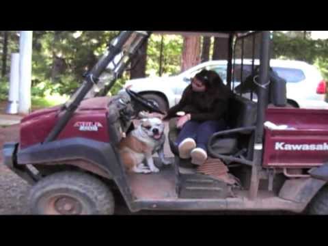 Youtube: Dog goes for a Ride