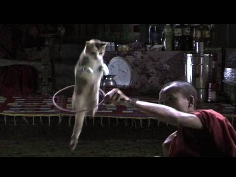 Youtube: Jumping Cat Monastery in Myanmar (Burma)