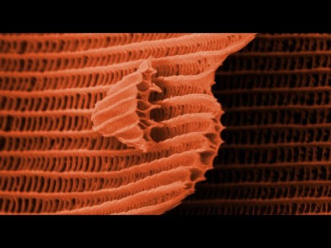 Youtube: THIS IS A BUTTERFLY! (Scanning Electron Microscope) - Part 2 - Smarter Every Day 105