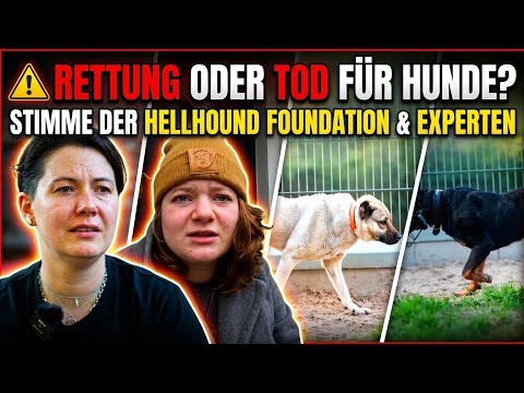 Youtube: „Im Ausland werden gesundd um mehr Hunde auffangen zu können. Langfristig muss das Problem an der Wu