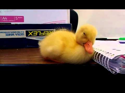 Youtube: Baby Duck Can't Stay Awake