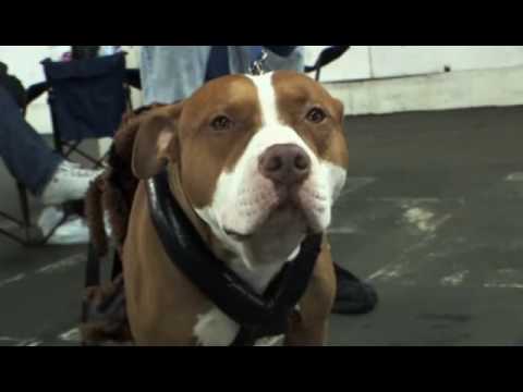 Youtube: Pit Bulls - Documentary - Part1