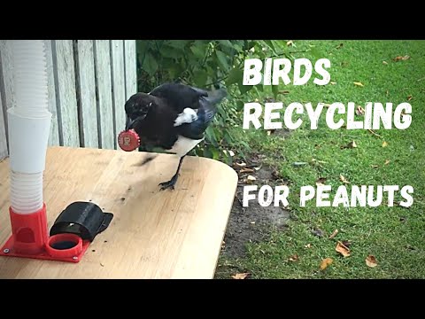Youtube: Magpie_trades 3 bottle-caps for food. High definition