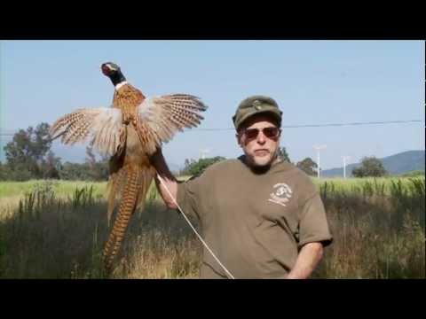 Youtube: Official Ojai Valley Taxidermy TV Commercial