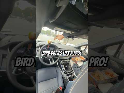 Youtube: Bird fährt, als ob die Miete fällig wäre! Wohin sollen wir als Nächstes fahren? @Burger3000la @ci...