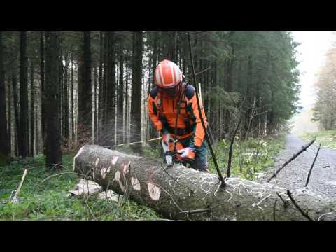 Youtube: Baumfällen mit einem Holzfäller-Profi